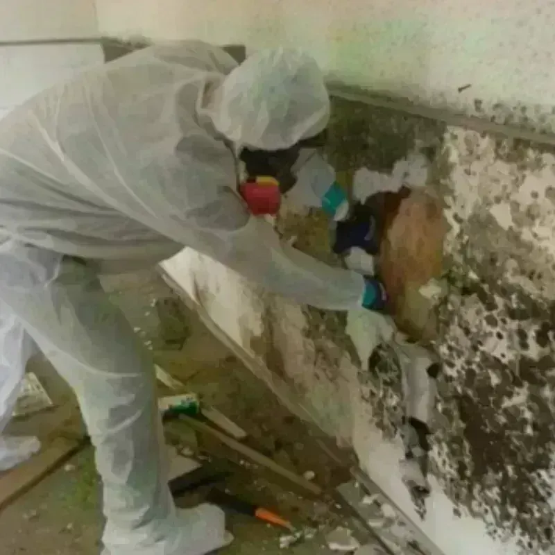 Mold Remediation and Removal in Gold Canyon, AZ